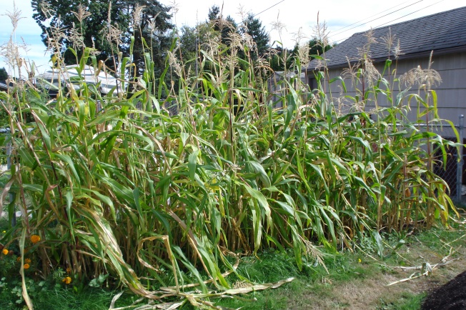 Organic Sweet Corn Stalks, ready do be cut down and given to those cows to make fertilizer out of !